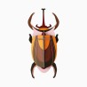ELEPHANT BEETLE - STUDIO ROOF