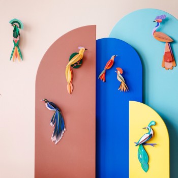 OISEAU OLANGO - STUDIO ROOF