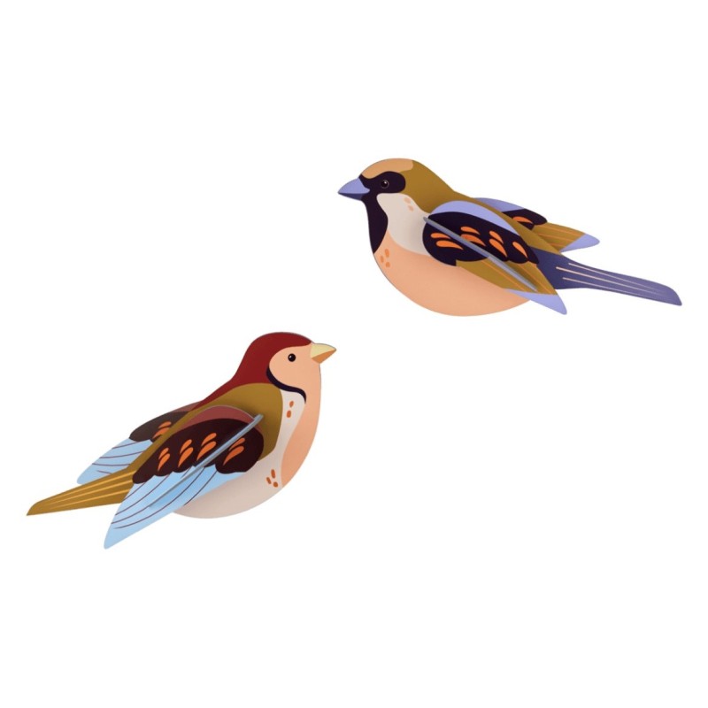 DUO MOINEAU - STUDIO ROOF