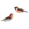 DUO MOINEAU - STUDIO ROOF